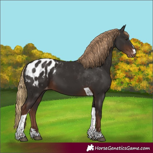 Horse Color:Liver Chestnut Tobiano Appaloosa 