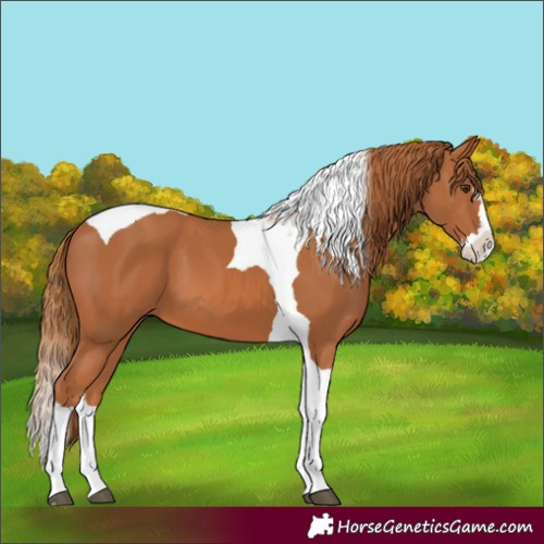 Horse Color:Chestnut Splash Tobiano 