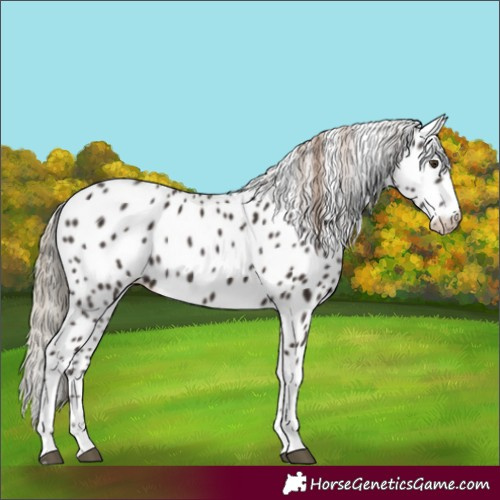 Horse Color:Liver Chestnut Tobiano Appaloosa