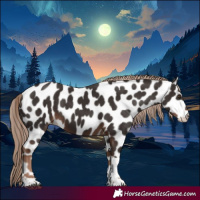 Horse Color:Liver Chestnut Tobiano Appaloosa