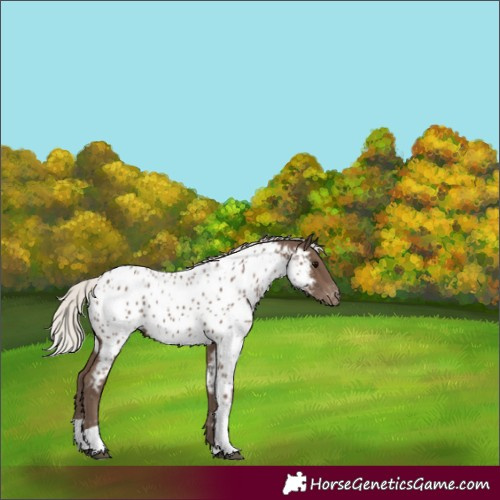 Horse Color:Silver Black Tobiano Near Leopard 