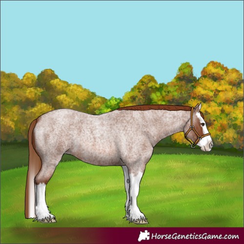 Horse Color:Red Roan Splash 