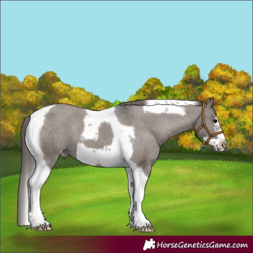 Horse Color:Grullo Tobiano Frame Varnish 