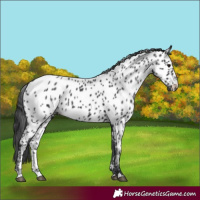 Horse Color:Black Appaloosa 