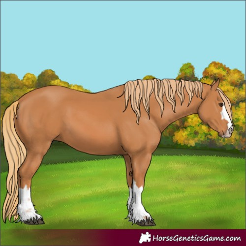 Horse Color:Chestnut 