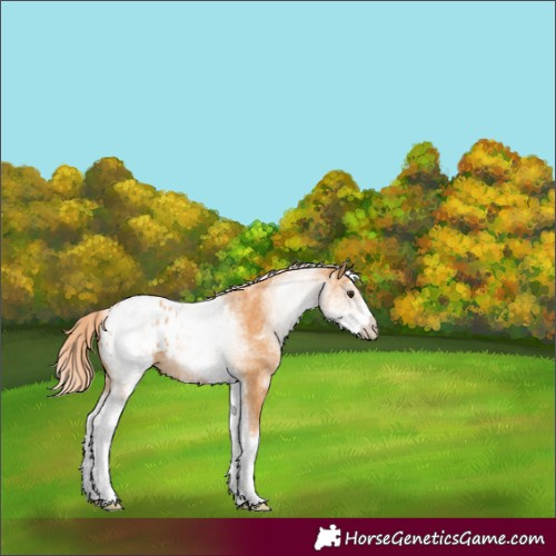 Horse Color:White Spotted Chestnut Blanket 