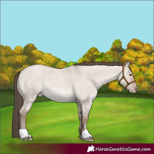 Horse Color:Classic Champagne Roan Dun 