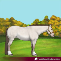 Horse Color:Classic Champagne Roan Dun 