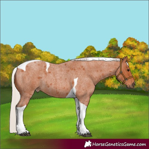 Horse Color:Silver Bay Roan Tobiano