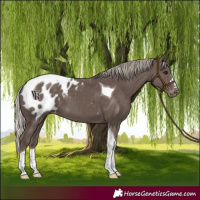 Horse Color:Silver Black Tobiano Appaloosa