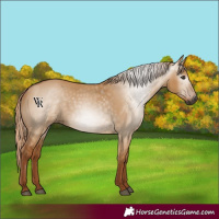 Horse Color:Gray Red Dun