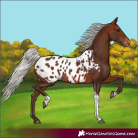 Horse Color:Silver Brown Tobiano Appaloosa 