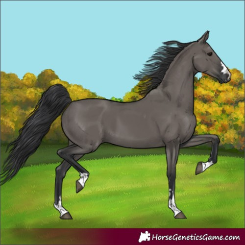 Horse Color:Grullo 