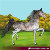 Horse Color:White Spotted Brown 