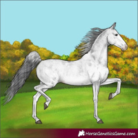Horse Color:White Spotted Black 