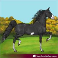 Horse Color:Black Splash Frame 