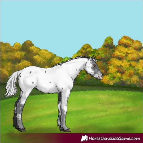 Horse Color:Silver Black Chinchilla Near Fewspot 