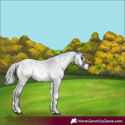 Horse Color:Silver Blue Onyx Chinchilla Roan 