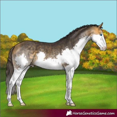 Horse Color:Buckskin Splash 