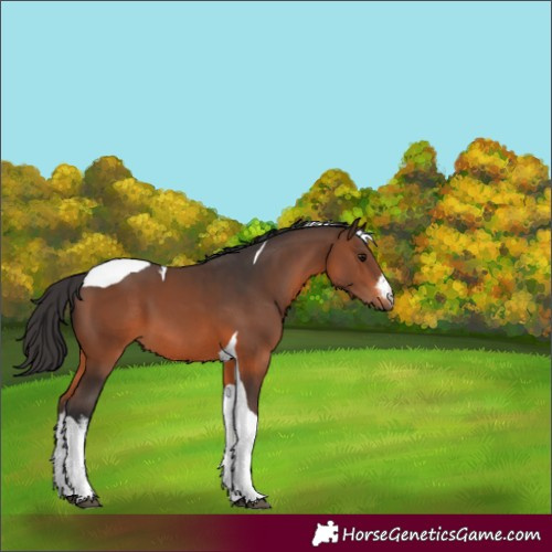 Horse Color:White Spotted Brown Tobiano 