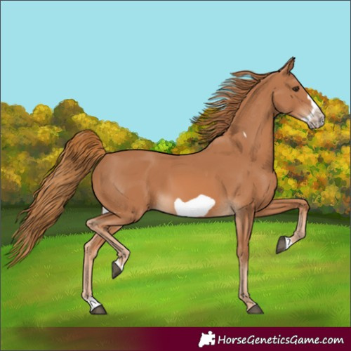 Horse Color:Chestnut Splash Frame 