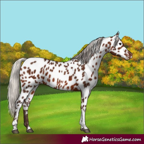Horse Color:Silver Bay Tobiano Appaloosa 