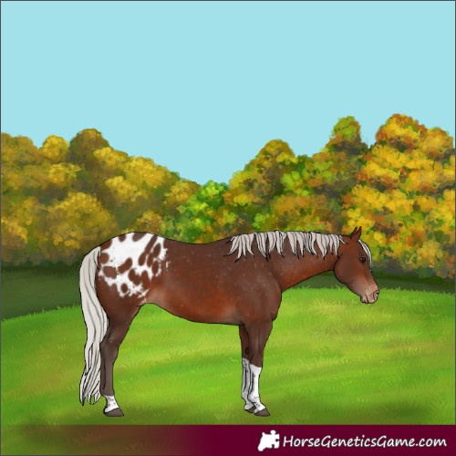 Horse Color:Silver Brown Tobiano Blanket