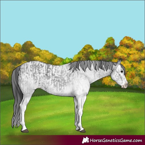 Horse Color:White Spotted Blue Roan Rabicano  and White Spotted Blue Roan Splash Rabicano 