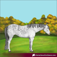Horse Color:White Spotted Blue Roan Rabicano  and White Spotted Blue Roan Splash Rabicano 