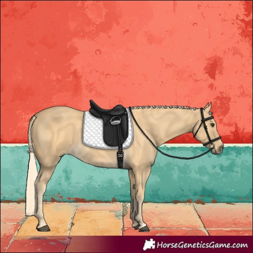 Horse Color:Palomino 