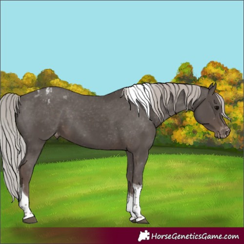 Horse Color:Silver Black Tobiano Appaloosa 