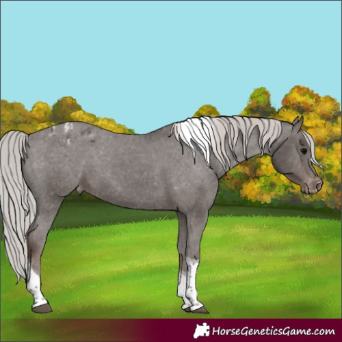 Horse Color:Silver Black Tobiano Appaloosa