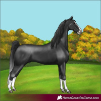Horse Color:Black Splash