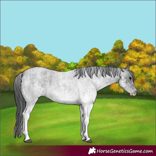 Horse Color:White Spotted Blue Roan Rabicano and White Spotted Blue Roan Rabicano