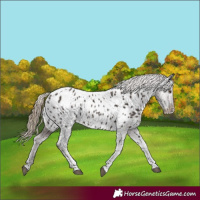 Horse Color:Liver Chestnut Tobiano Appaloosa Rabicano