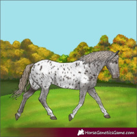 Horse Color:Liver Chestnut Tobiano Appaloosa Rabicano