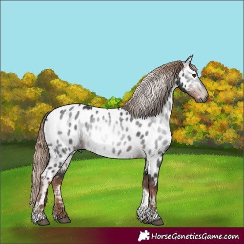 Horse Color:Gray Liver Chestnut Tobiano Appaloosa 
