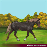 Horse Color:Liver Chestnut Tobiano Appaloosa 