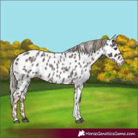 Horse Color:Liver Red Roan Tobiano Appaloosa 
