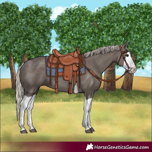 Horse Color:Silver Black Splash