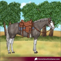 Horse Color:Silver Black Splash 