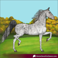 Horse Color:White Spotted Blue Roan Rabicano  and White Spotted Silver Blue Roan Rabicano 
