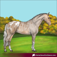 Horse Color:Silver Buckskin Roan Tobiano Appaloosa