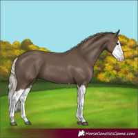Horse Color:Silver Black Splash 