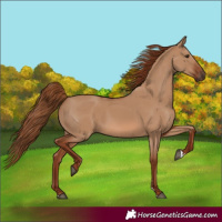 Horse Color:Red Dun 