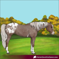 Horse Color:Silver Black Splash Tobiano Varnish 