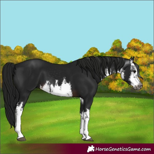 Horse Color:Gray White Spotted Brown