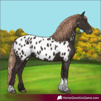 Horse Color:Liver Chestnut Tobiano Near Leopard 