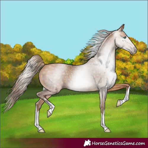 Horse Color:Gray White Spotted Perlino 