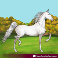Horse Color:Gray White Spotted Perlino 